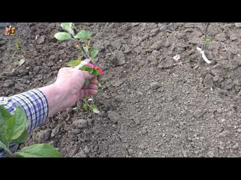 Видео: 🌱Прививки яблонь прижились! 🍎Что делать дальше?