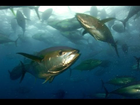 Видео: Spearfishing Gigant Yellow fin Tuna.Panama.Подводная охота на ТУНЦА.Шок вода бурлит от рыбы.