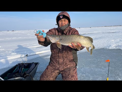 Видео: Заповедник КОРГАЛЖЫН.. #заповедник #fishingvideo #врекомендации #fish #лайк #щуканажерлицы #щука