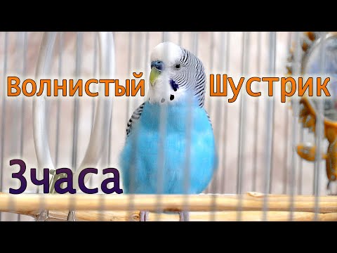 Видео: 3 часа. Весёлое пение волнистого попугая.