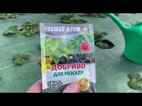Видео: Теплий листопад для полуниці. Підживимо розсаду?
