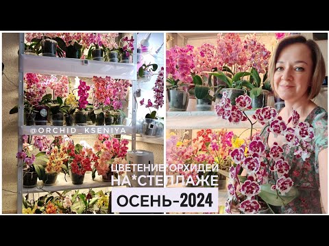 Видео: Шикарное цветение орхидей на стеллаже! 🤩 Много цветущих фаленопсисов|Лампы Минифермер| Сентябрь-2024