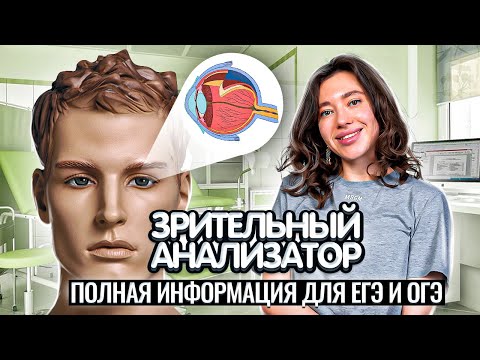 Видео: Все о зрительном анализаторе к ОГЭ и ЕГЭ по Биологии