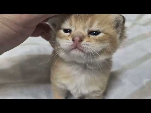 Видео: Котятам Шанель 19 дней 😊 Шанелька успокоилась 😊