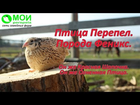 Видео: Птица перепел. Порода Феникс. МОИ перепела