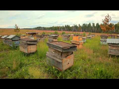 Видео: Дед Соломон.