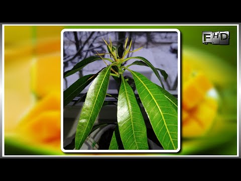 Видео: Как вырастить Манго из косточки дома (часть 3)