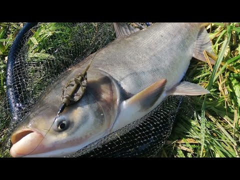 Видео: ТОЛСТОЛОБ на Pop-up.Ото закормил думал КАРПЫ, а оно дурмашины🚛