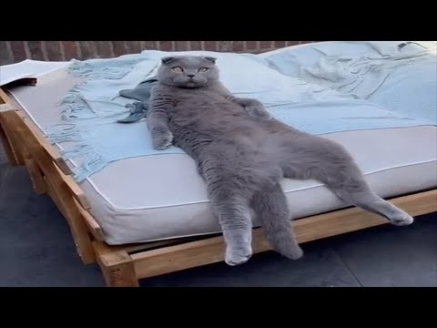 Видео: Смешные пушистики / Смешные моменты с животными 2024 /№65