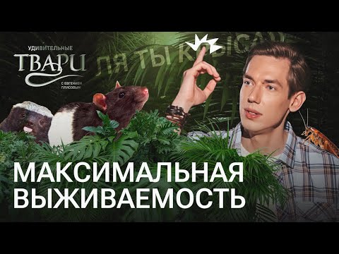 Видео: Африканский гопник, бессмертная тихоходка, суперсила гидры: кто лучше приспособлен к жизни на Земле?