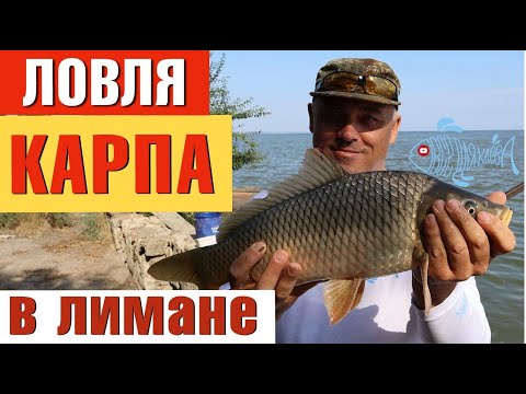 Видео: Что лучше макушатник, полусфера или технопланктон?  Рыбалка на Белгород-Днестровском лимане