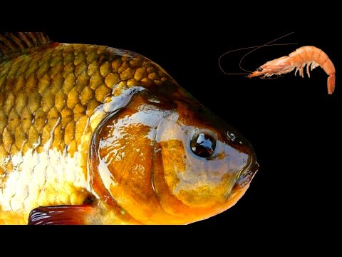 Видео: РЫБАКИ В ШОКЕ !!! Это самая бюджетная приманка 2021 !