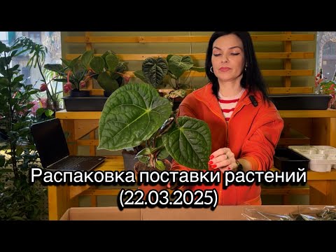 Видео: ОБЗОР,  распаковка новой поставки растений из Голландии 🌱(22.03.2025)
