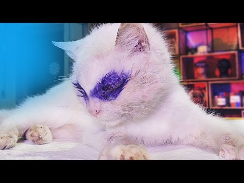 Видео: Что СЛУЧИЛОСЬ СО СЛЕПЫМ КОТОМ, которому ЗАШИЛИ ГЛАЗА?