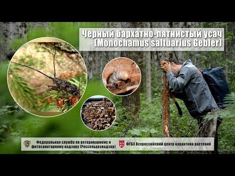 Видео: Черный бархатно-пятнистый усач (Monochamus saltuarius Gebler)