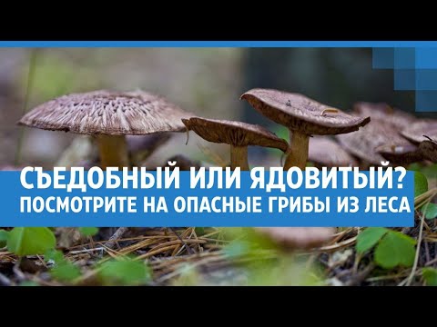 Видео: Съедобный или ядовитый? Посмотрите на опасные грибы из леса| NGS.RU