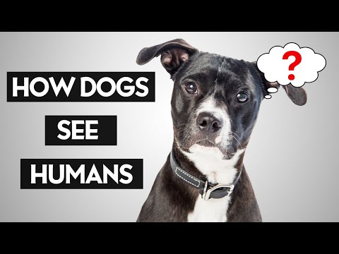 Видео: Считают ли собаки людей собаками?