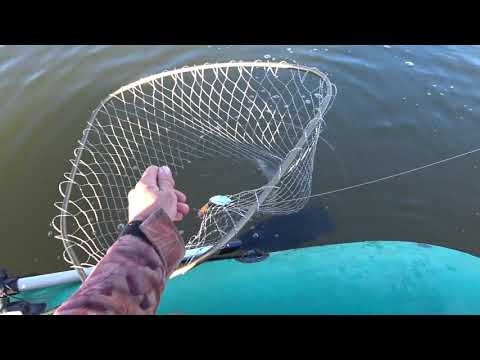 Видео: Осенний Налим . Язь на спиннинг . Рыбалка на Ишиме в Октябре . Часть 2.