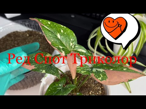 Видео: Сингониум Ред Спот Триколор пора пересадить 🤗