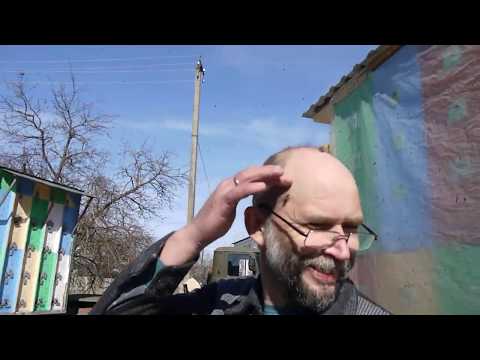 Видео: Павильонное содержание пчелиных семей. Опыт Костромского пчеловода