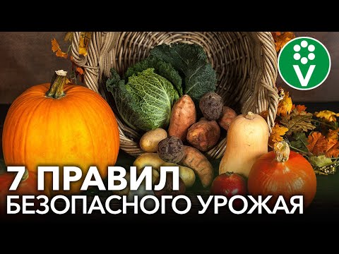Видео: ЗАБУДЬТЕ О ВРЕДЕ НИТРАТОВ! Простые правила употребления овощей и фруктов