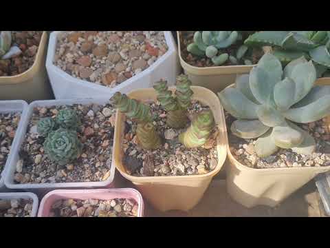 Видео: Распаковка суккулентов №14