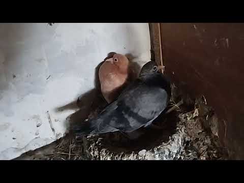 Видео: Голуби. Пошли мастевые))))