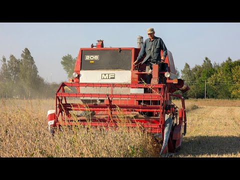 Видео: Ранній збір сої комбайном MF 206, врожайність, ціна продажі!?