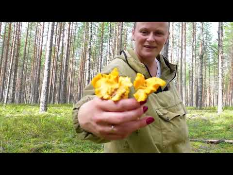 Видео: Грибная разведка 11 августа 2022г. Приозерский район