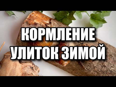 Видео: КОРМЛЕНИЕ УЛИТОК ЗИМОЙ | ВОЗВРАЩЕНИЕ НА КАНАЛ