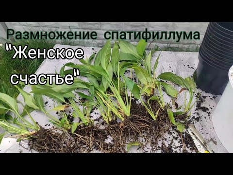 Видео: Пересадка и размножение спатифиллума. Женское счастье