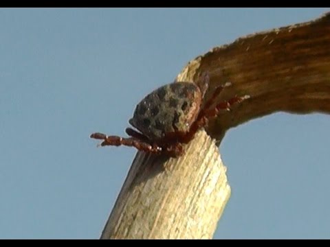 Видео: Как найти клещей при выборе участка для рыбалки