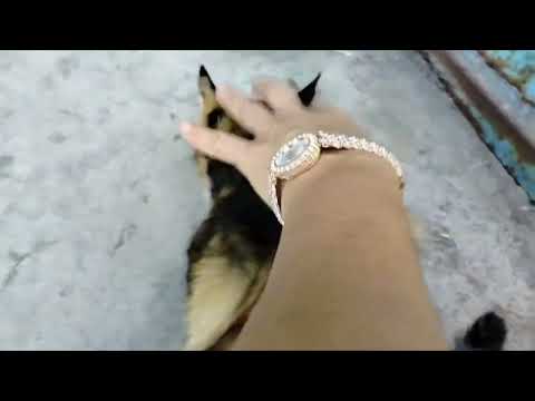 Видео: Приехали ПРОВЕДАЛИ Бусю - привезли корм / Мы в ОТВЕТЕ за тех кого приручили.