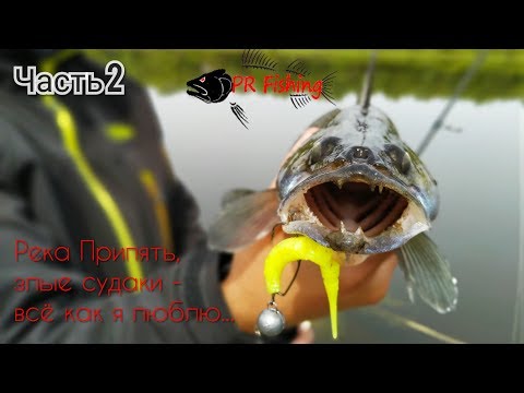 Видео: Река Припять, злые судаки - всё как я люблю... " Как нашли крупного судака "