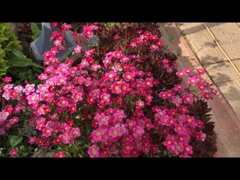 Видео: Горка в конце мая. Цветут камнеломки, обриетта.