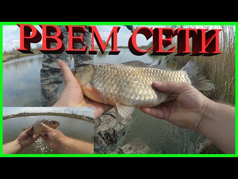 Видео: Рыбалка в апреле. Рвем сетки браконьеров, спасаем карася.Прогулка по реке