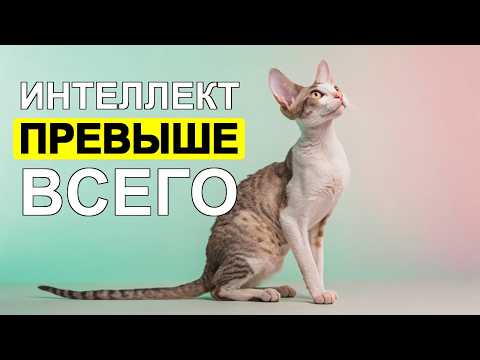 Видео: 🧠 8 ПРИЗНАКОВ того, что ваша кошка   НАСТОЯЩИЙ гений