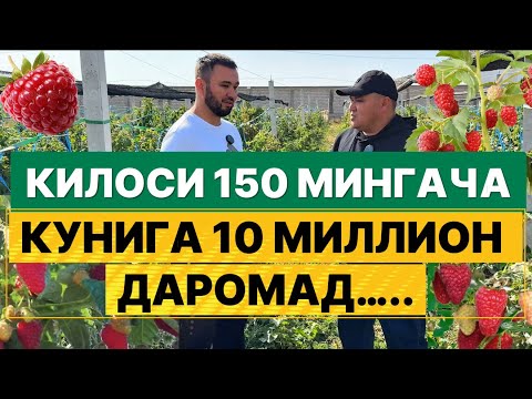 Видео: Серхосил малина кўчатлари сотувда. 