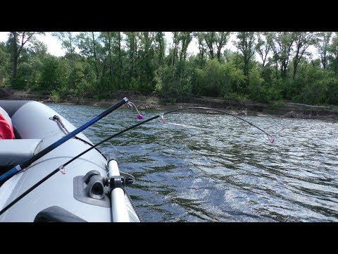 Видео: Наконец то Крупный ЛЕЩ пошёл. Ловля леща летом на кольцо. Рыбалка на леща на реке Волга 2018