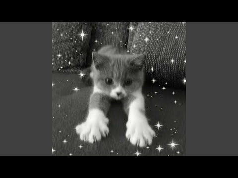 Видео: Котята (feat. 5mewmet)