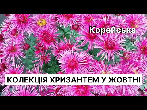 Видео: Найкрасивіші сорти хризантем у жовтні😍