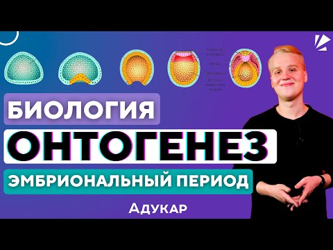 Видео: Онтогенез | Эмбриональный период развития | Биология ЦЭ, ЦТ, ЕГЭ | Эмбриогенез | Уроки по биологии