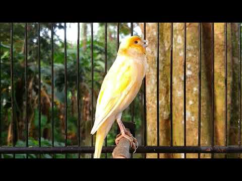 Видео: Дрессировка канареек: СУПЕР ЧИСТЫЕ звуки для птицы-чемпиона ❗