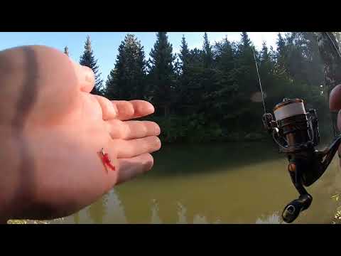 Видео: Мормышинг. Ивановский пруд утром 9 сентября 2024 года