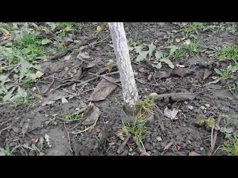 Видео: Хурма штамбовая. Защита в первую зиму.