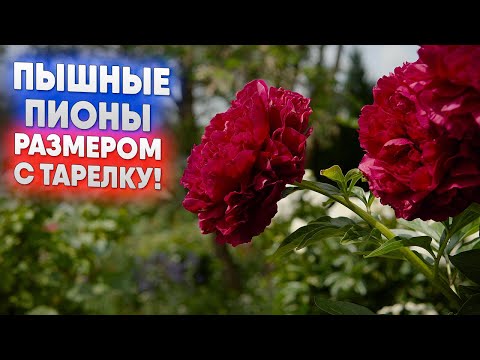 Видео: Пышные пионы размером с тарелку!
