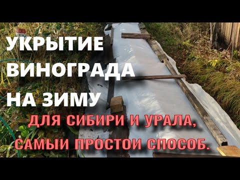 Видео: Укрытие винограда на зиму. Самый простой способ.