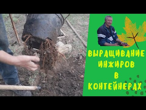 Видео: Выращивание инжиров в контейнерах.