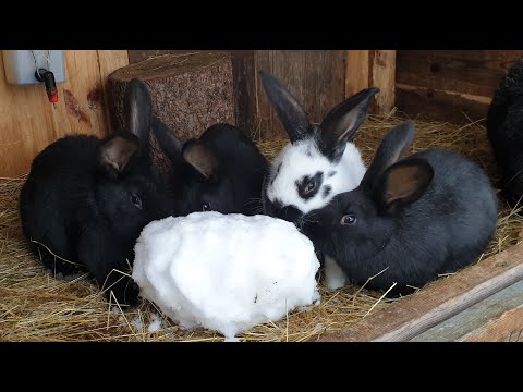 Видео: 🐇КРОЛИКИ🐇 ДЕРЕВНЯ⛪ГЕРМАНИЯ