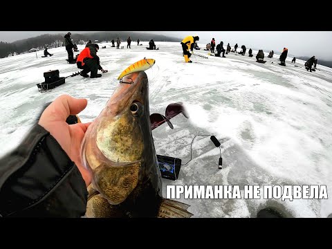 Видео: ОСТОРОЖНАЯ Поклевка БОЛЬШОГО Судака! Зимняя рыбалка 2025. Трофейный судак пойман! Ловля на Виб.
